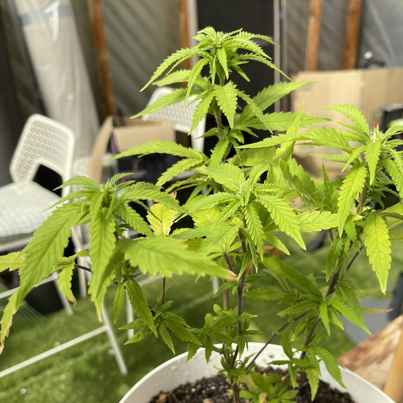 Marijuana plant photo by @chw named Scorpion on Greg, the plant care app.
