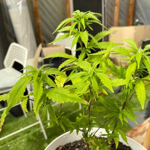 Marijuana plant photo by Chw named Scorpion on Greg, the plant care app.