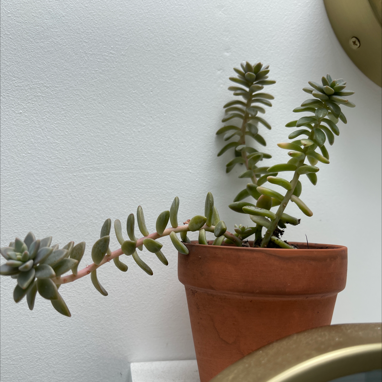 Pale Stonecrop plant photo by @chw named Freebie on Greg, the plant care app.