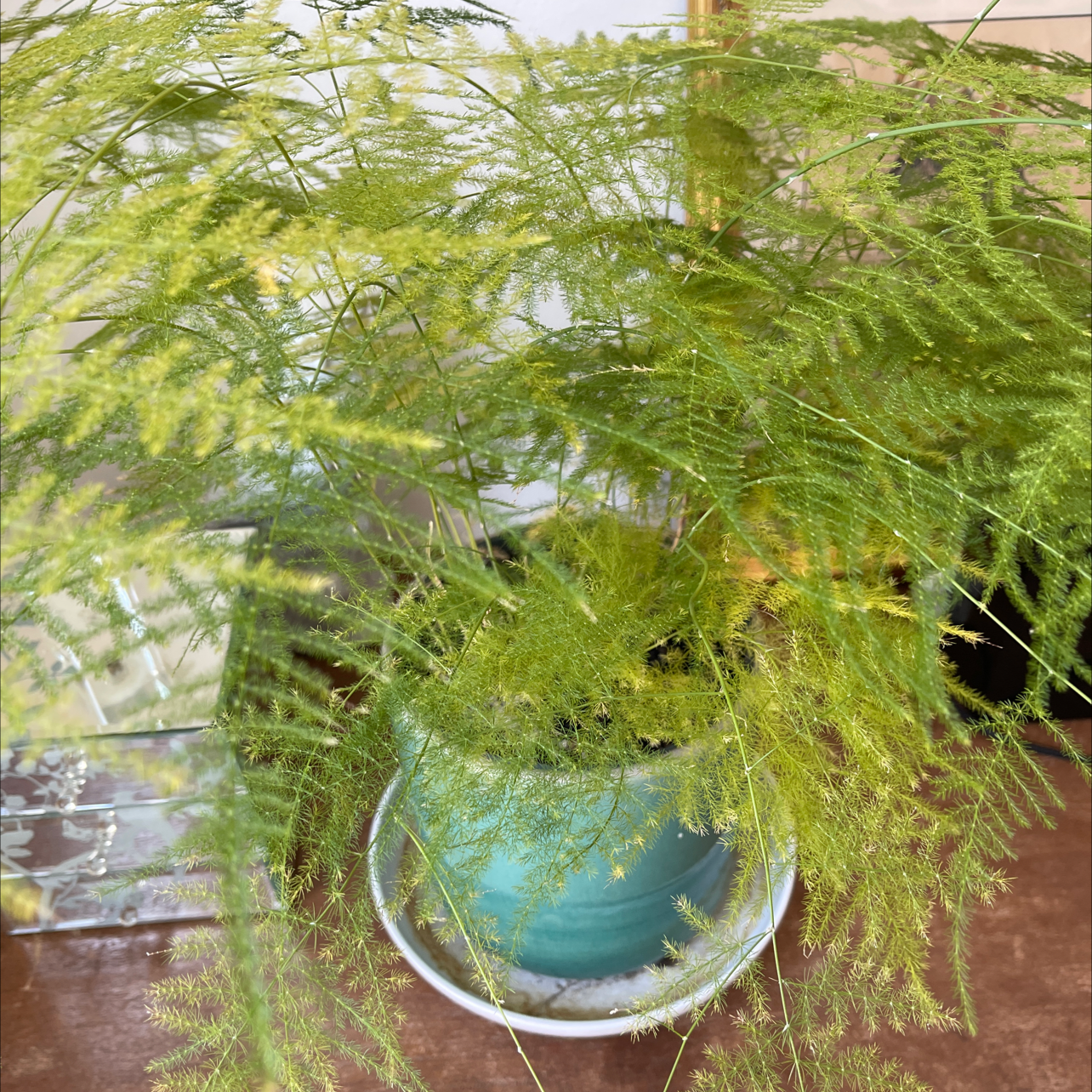 Asparagus Fern plant photo by @chw named Fren on Greg, the plant care app.