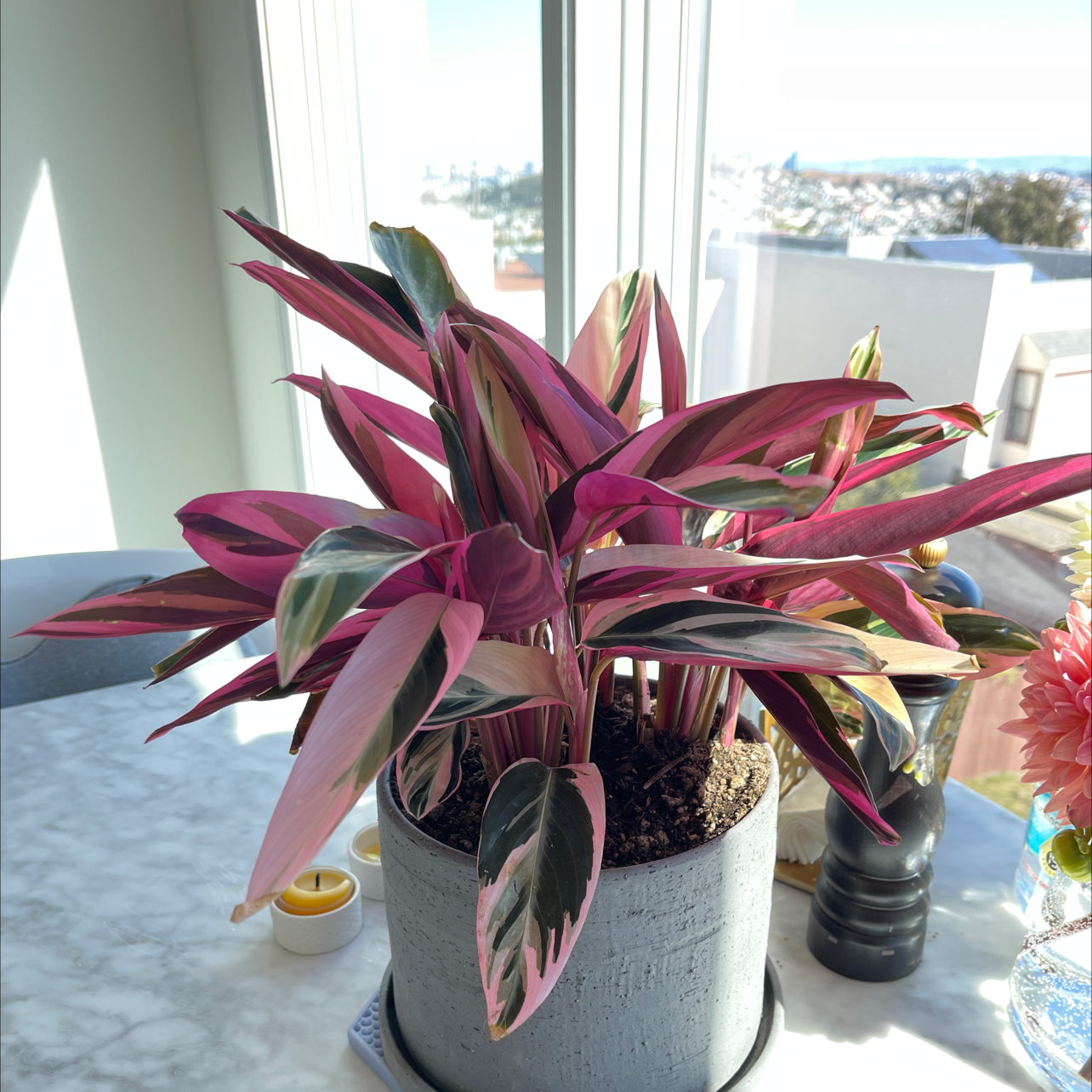 Triostar Stromanthe plant photo by @chw named Seizure on Greg, the plant care app.