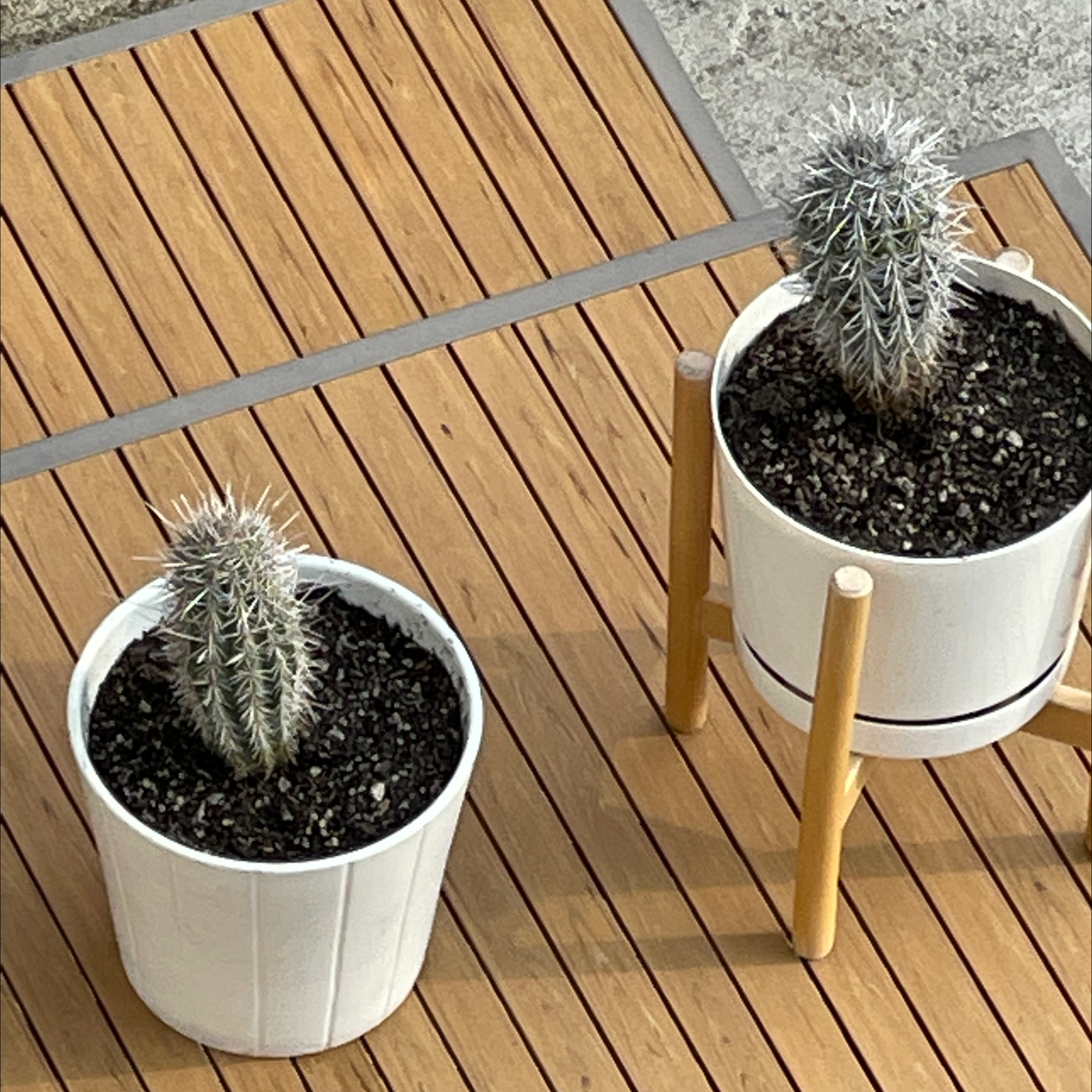Two potted Saguaro cacti on a wooden surface, appearing healthy.
