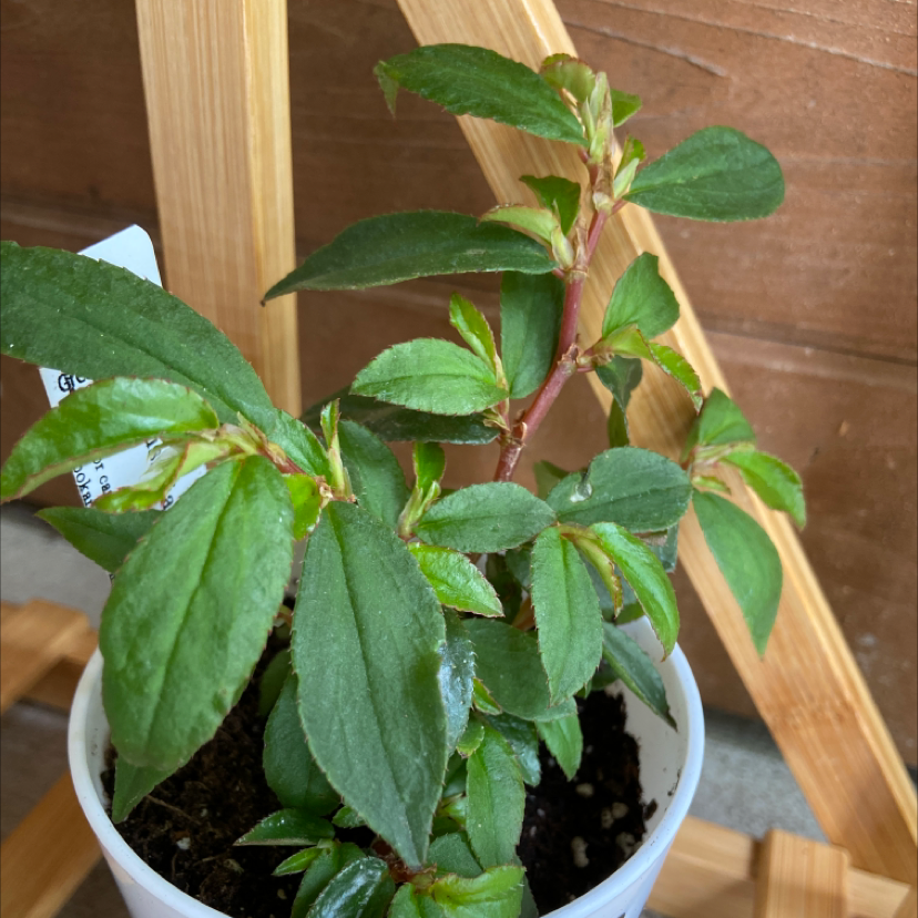 Photo of the plant species Fuchsia Begonia 'Rose' by @Katybug named Your plant on Greg, the plant care app
