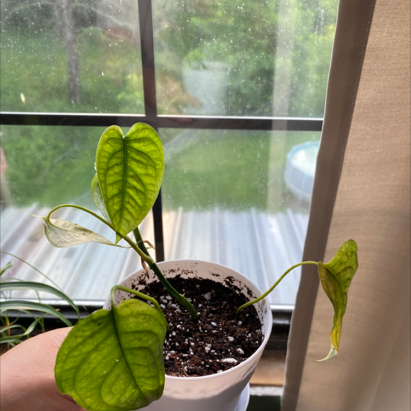 Monstera siltepecanna plant in a white pot with some yellowing and browning leaves.
