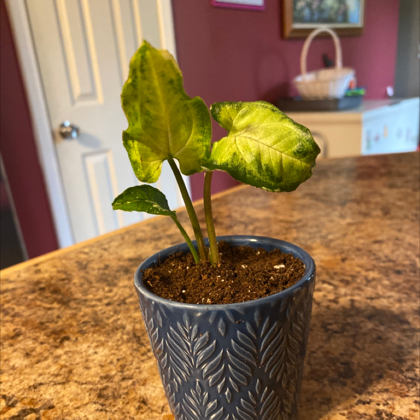 Three Kings Syngonium plant in a pot with visible yellowing and browning leaves on a countertop.