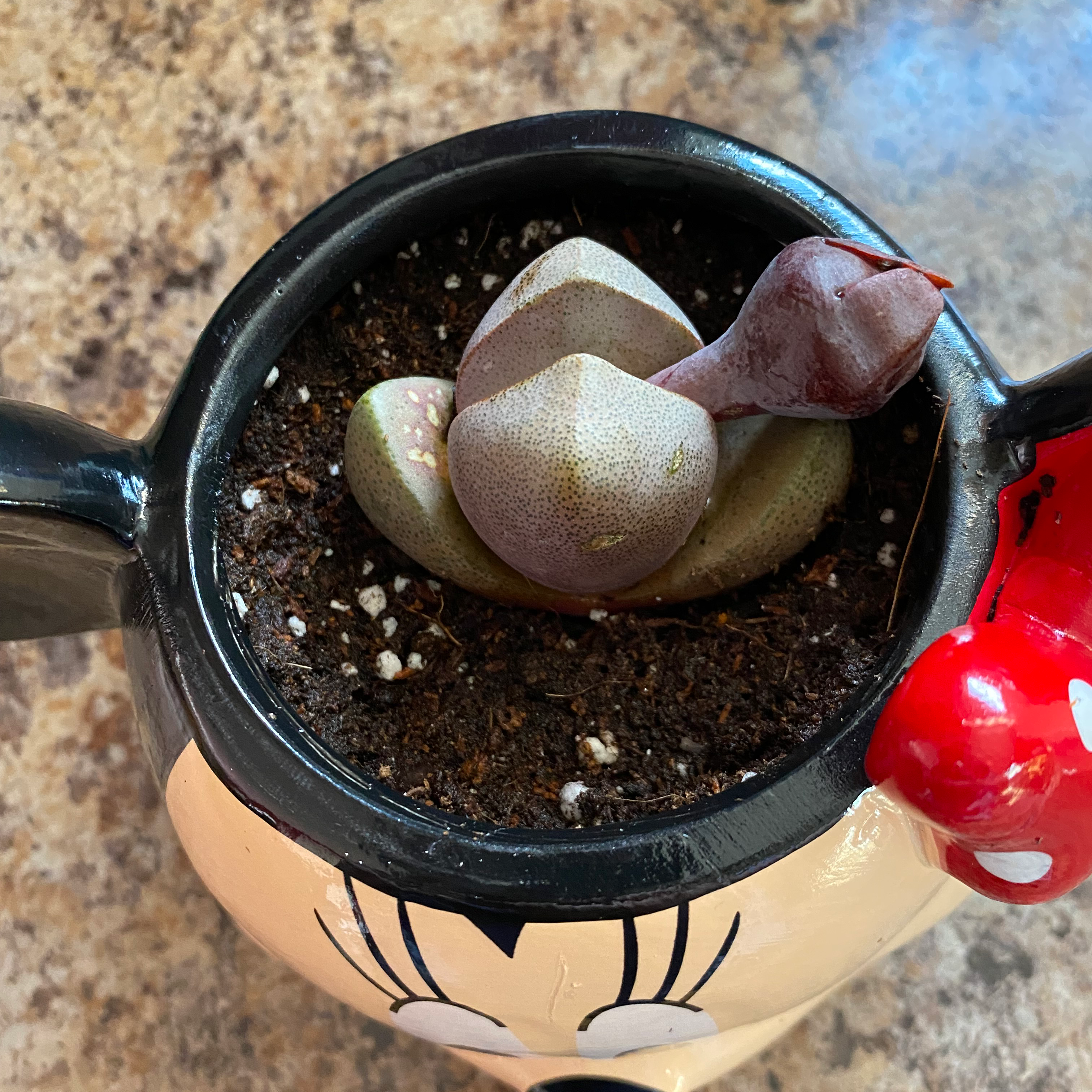 Royal Flush Split Rock plant in a decorative pot with visible soil.