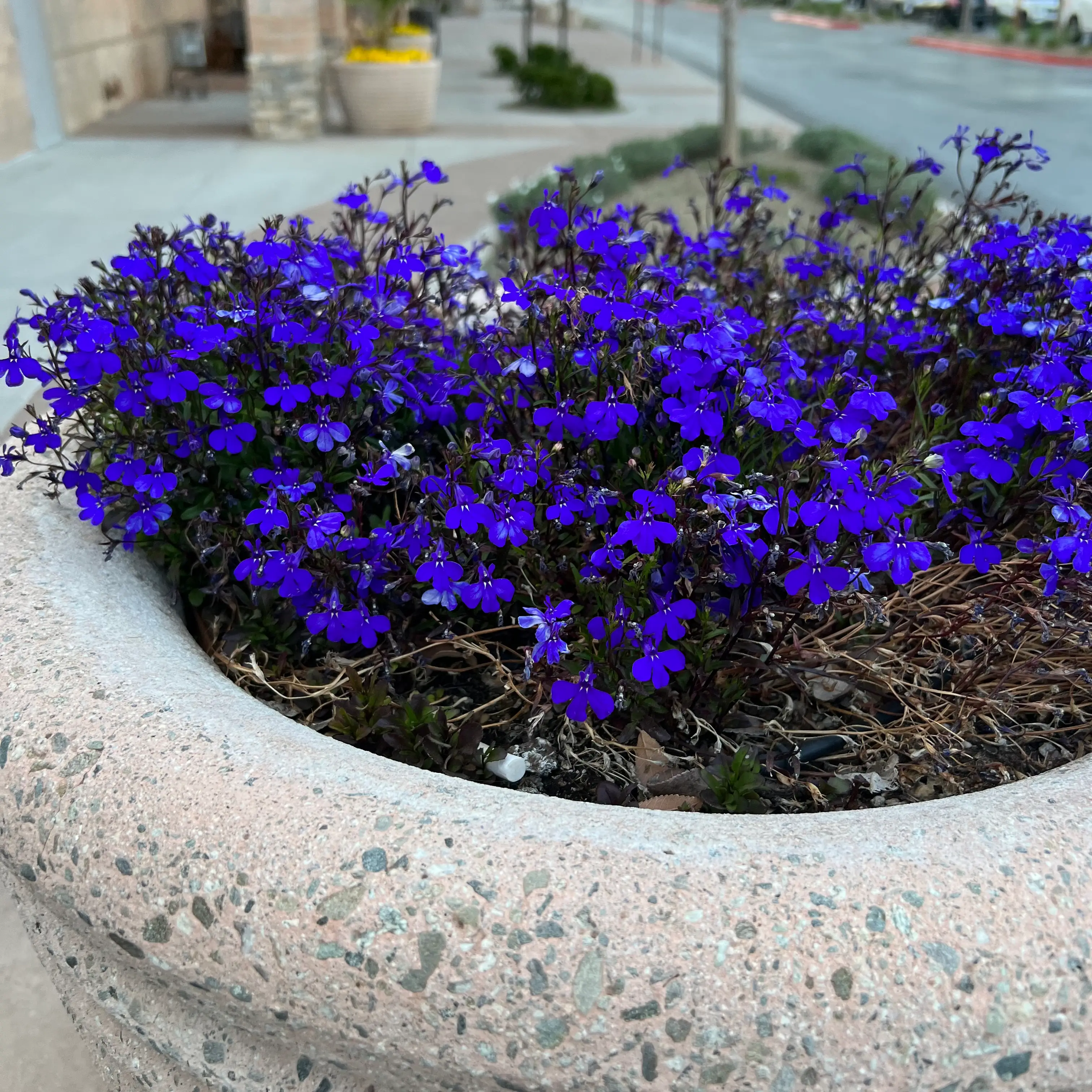 Healthy Edging Lobelia plant with bright blue flowers in a stone planter.