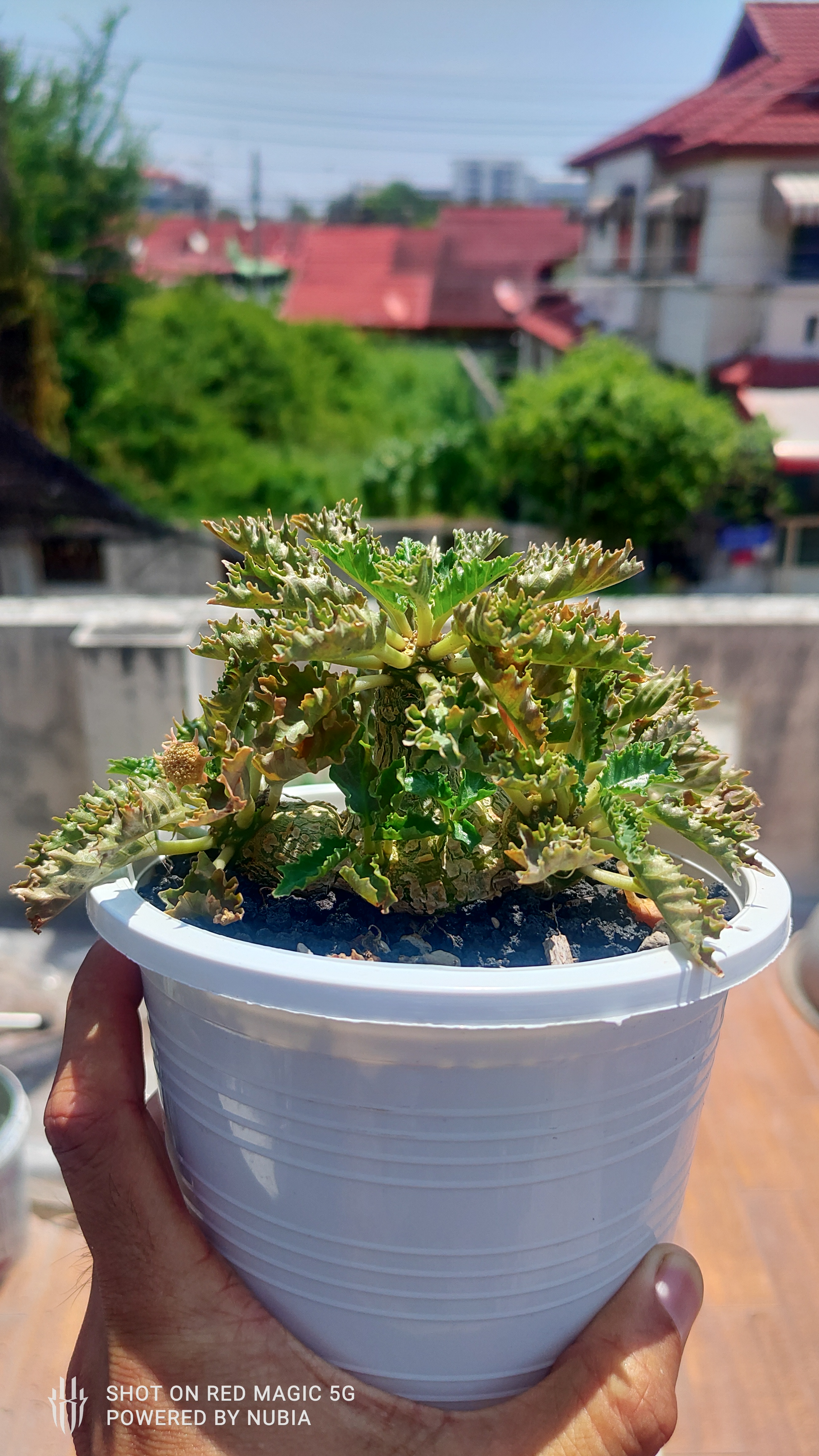 Photo of the plant species Dorstenia Horwoodii by @GemBeebalm named Dorstenia horwoodii on Greg, the plant care app