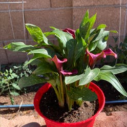 Zantedeschia rehmannii plant