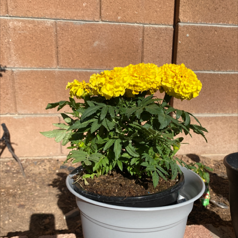 Potted African Marigold plant with vibrant yellow flowers, healthy foliage, and visible soil.