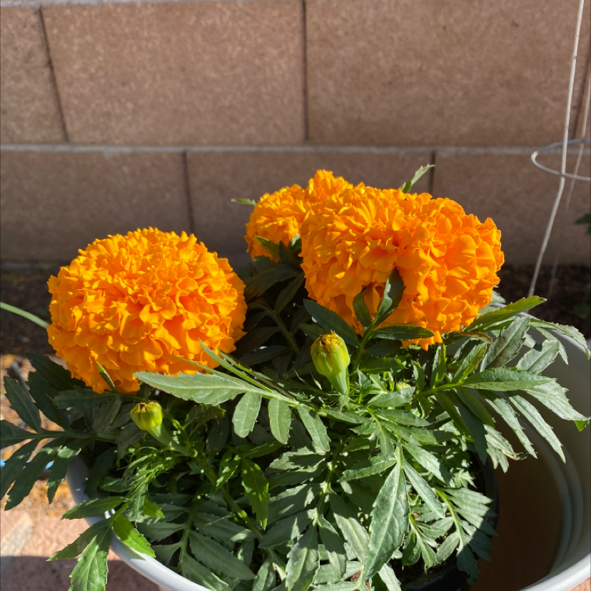 Healthy African Marigold plant with vibrant orange flowers and green leaves.
