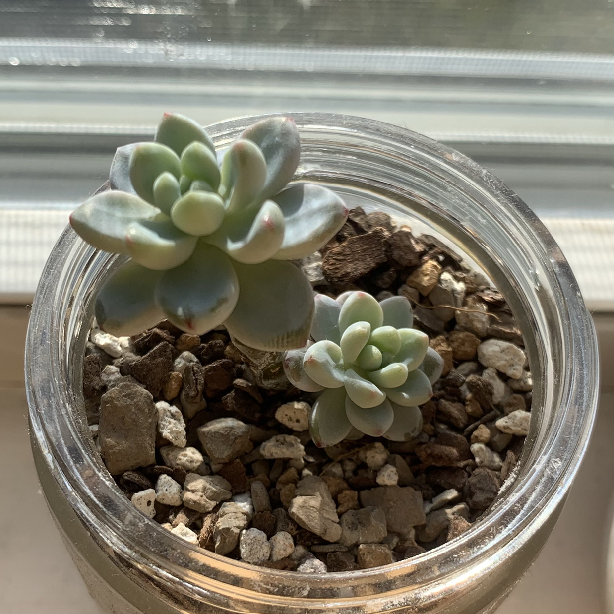 Sedum clavatum plant photo by @succies named Luna on Greg, the plant care app.