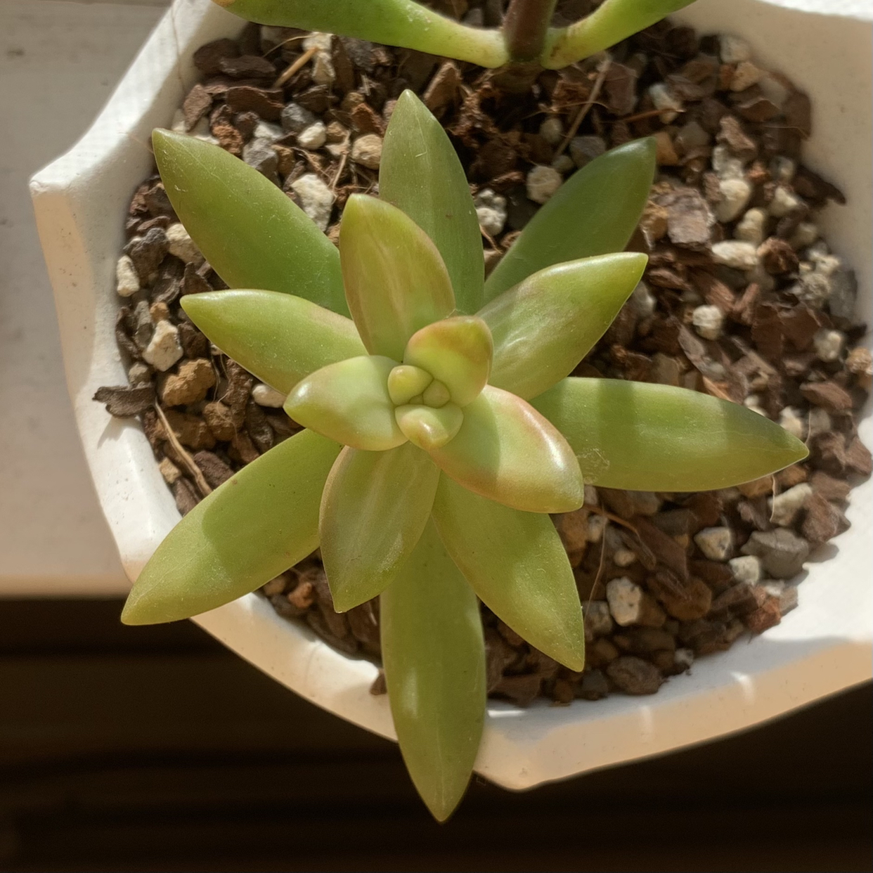 Sedum adolphi 'Golden Glow' succulent in a white pot with visible soil.