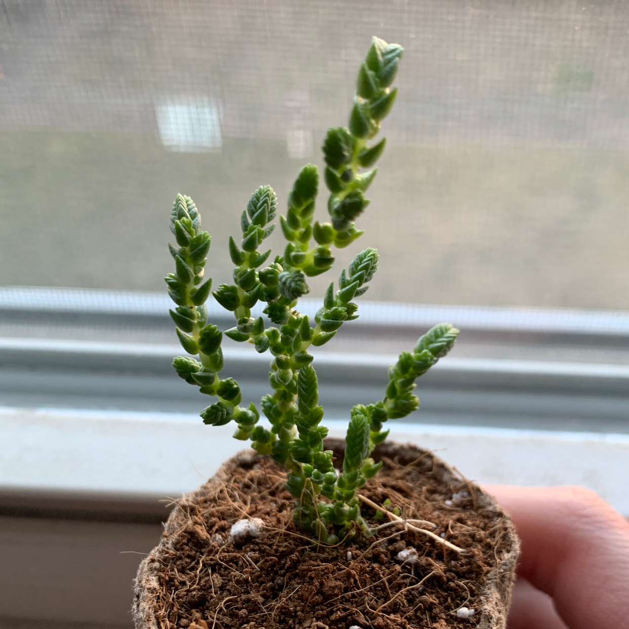 Rattail Crassula plant in a small pot with green segmented leaves, held by a hand.