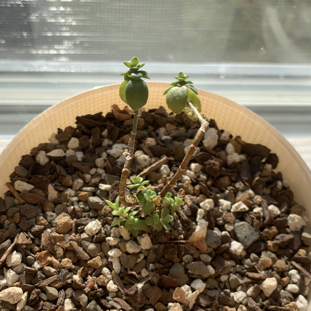 Photo of the plant species Dragon's Blood Clover by @succies named Aria on Greg, the plant care app