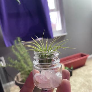 Blushing Bride Air Plant plant in Somewhere on Earth
