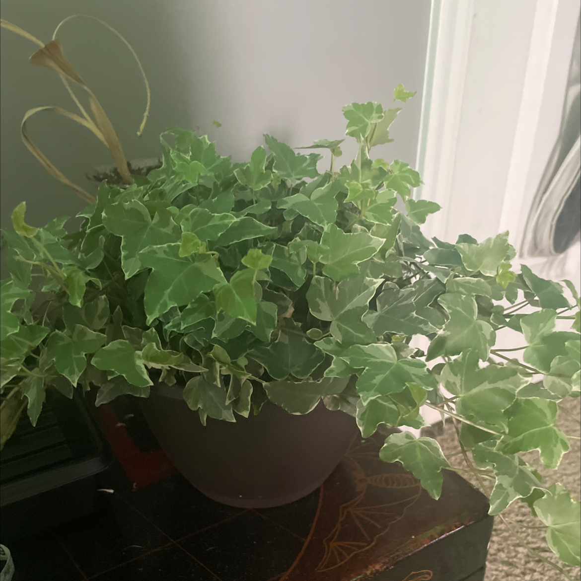 Snap Pea