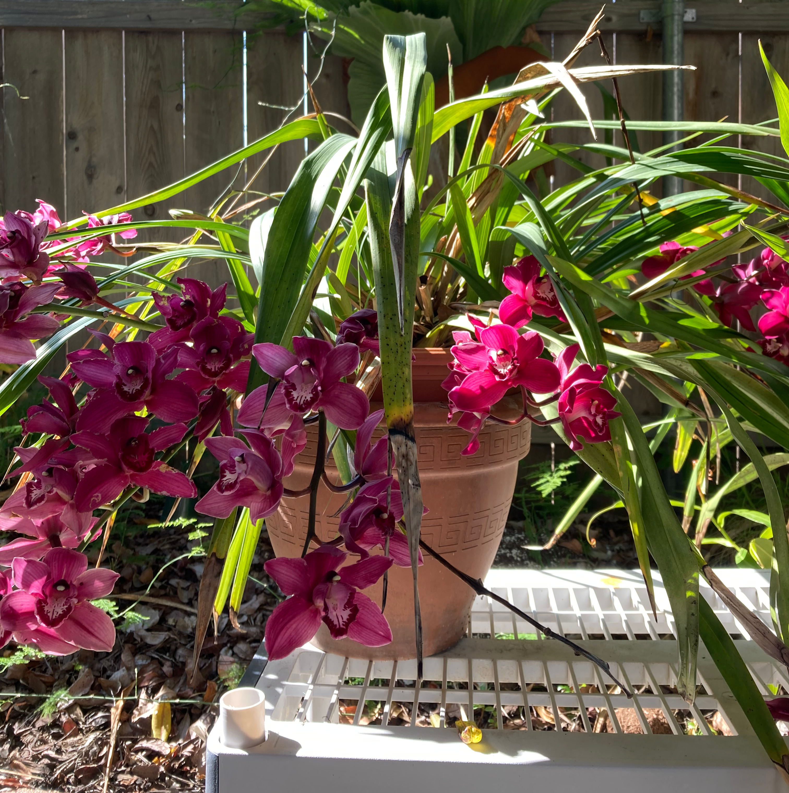 Photo of the plant species Cymbidium Panalatinga by @philmodee named cymbidium noid on Greg, the plant care app