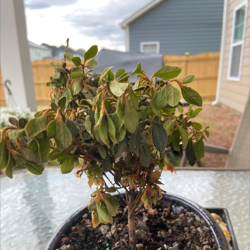 Your plant