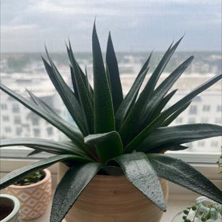 Candelabra Aloe plant in Sarasota, Florida