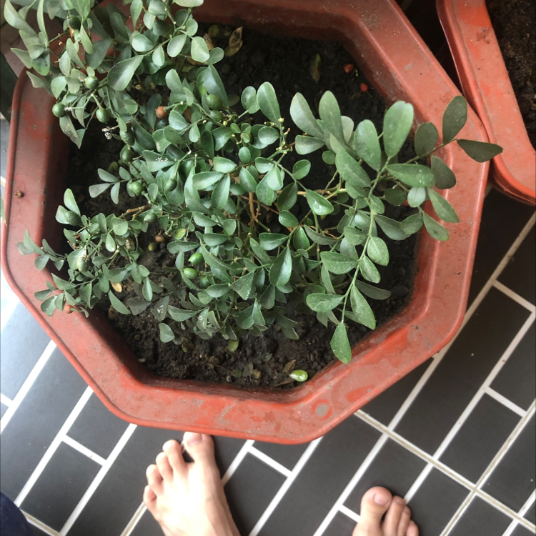 Closeup of a healthy Common Boxwood plant in a terracotta pot, with a human hand touching a branch. The plant has dense, small green leaves.