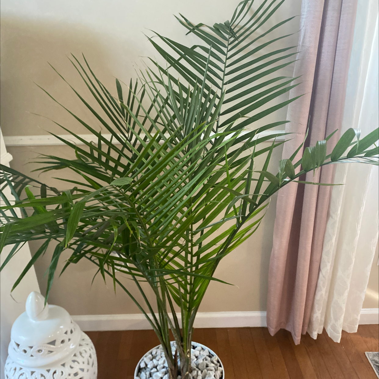 Indoor Canary Island Date Palm in a pot with decorative stones, healthy green fronds.
