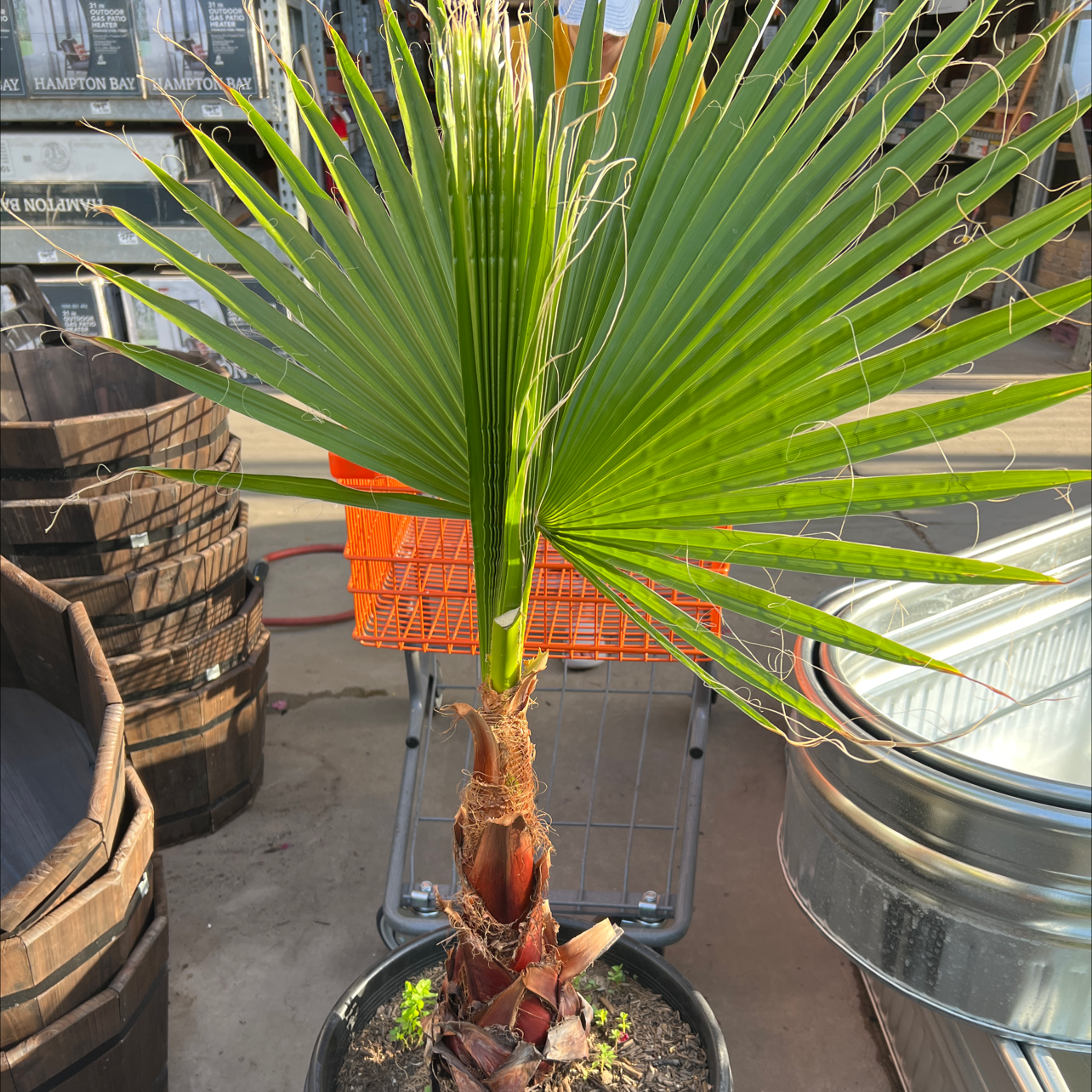 Young Mexican Fan Palm in a pot with vibrant green leaves, background includes shopping carts.