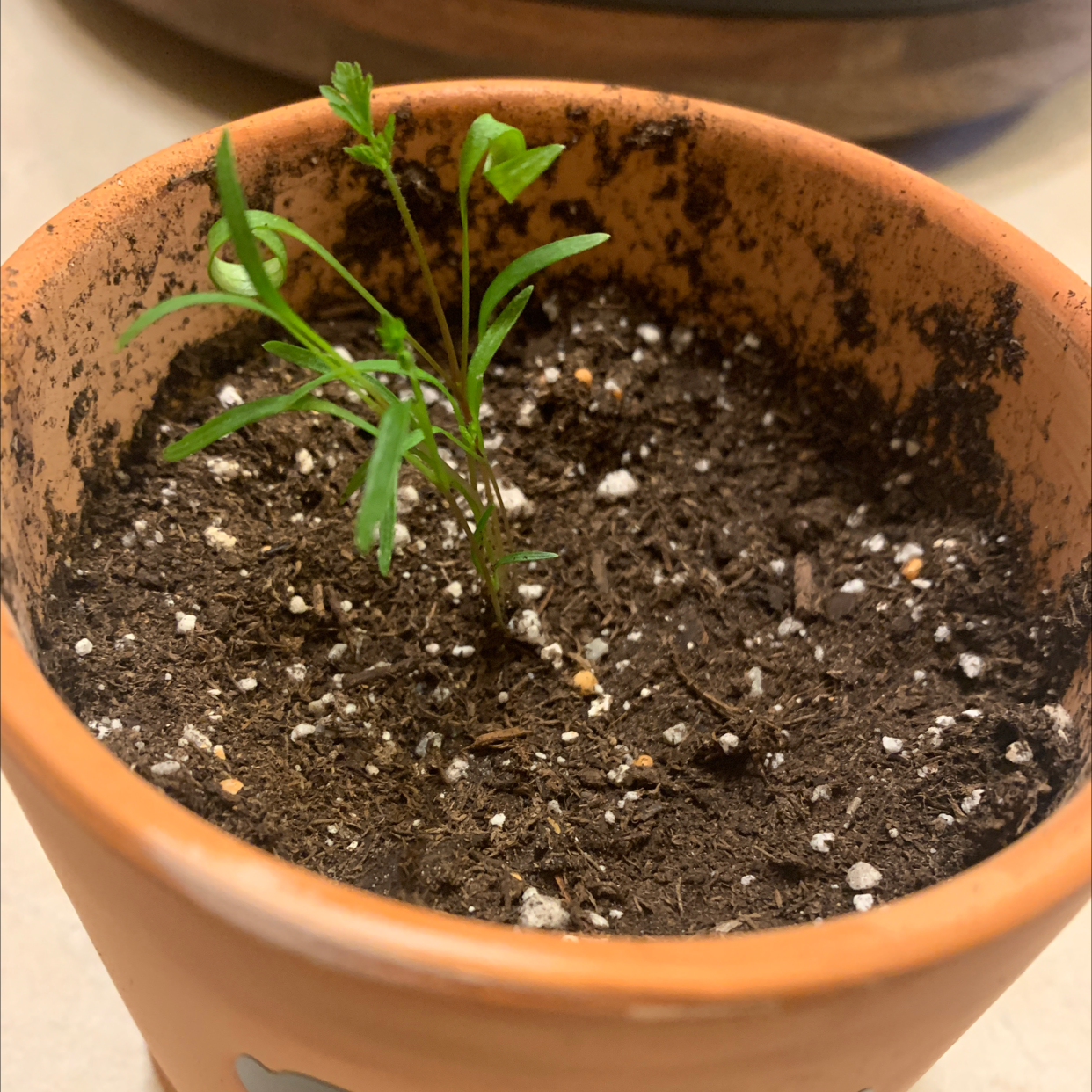 Small Wild Carrot plant in a terracotta pot with visible soil.