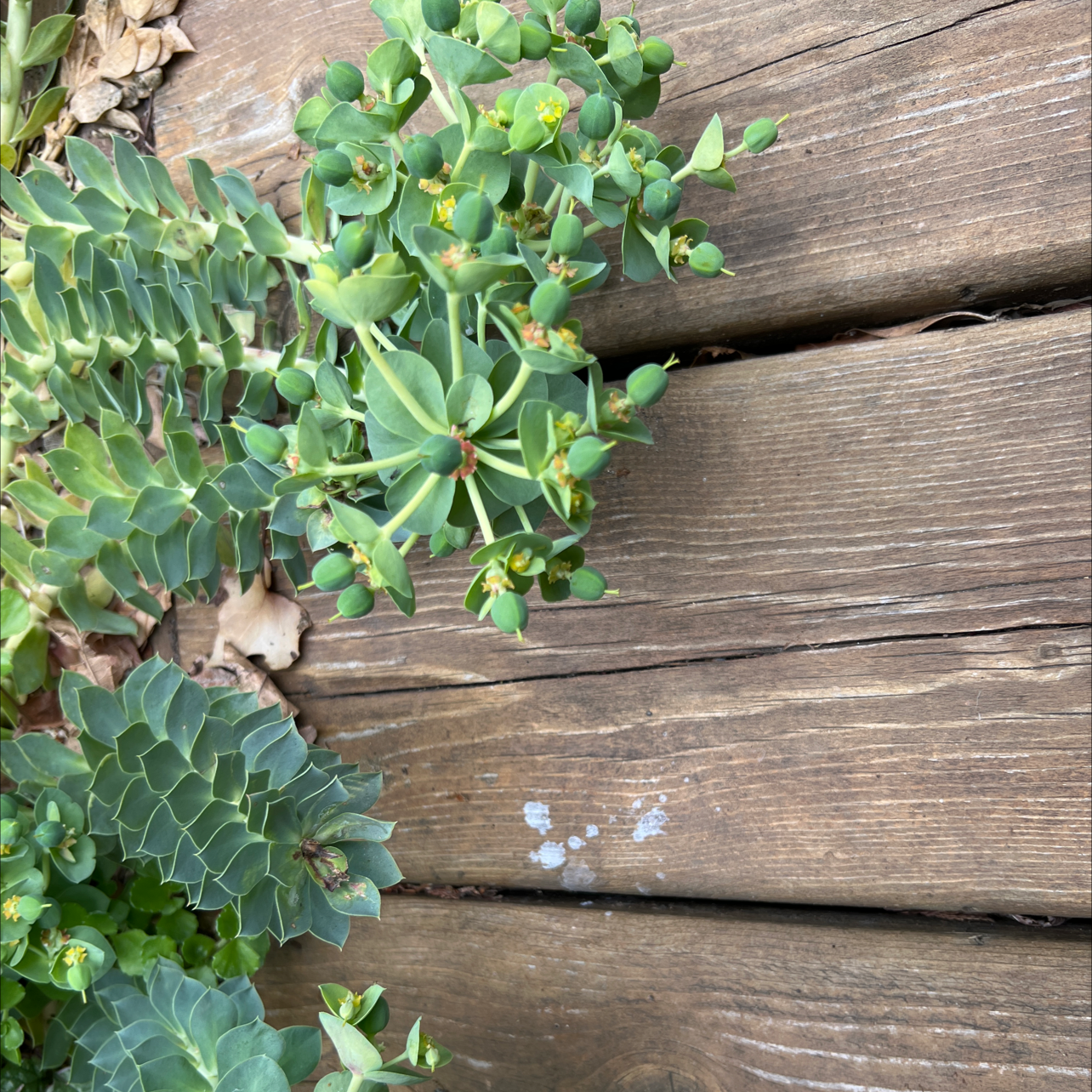 Myrtle Spurge plant with healthy green leaves and small yellow flowers on a wooden surface.