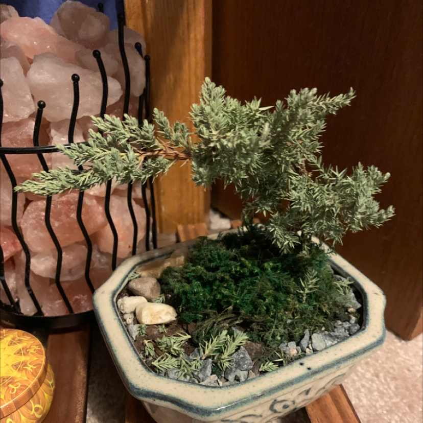 Potted American Juniper plant with dense green foliage and visible soil.