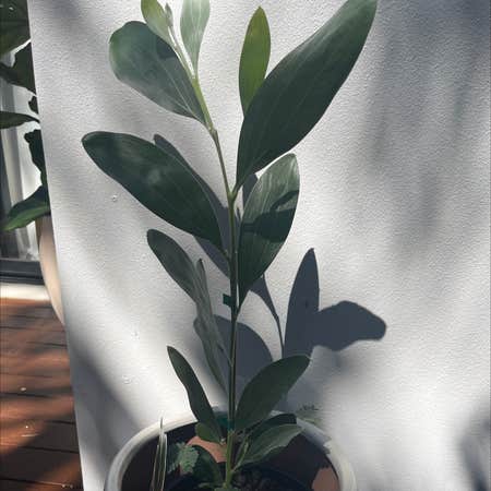 Photo of the plant species Tasmanian Blackwood by Bigcoccoon named Wattle on Greg, the plant care app