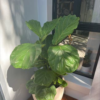 Fiddle Leaf Fig plant in Southport, Queensland