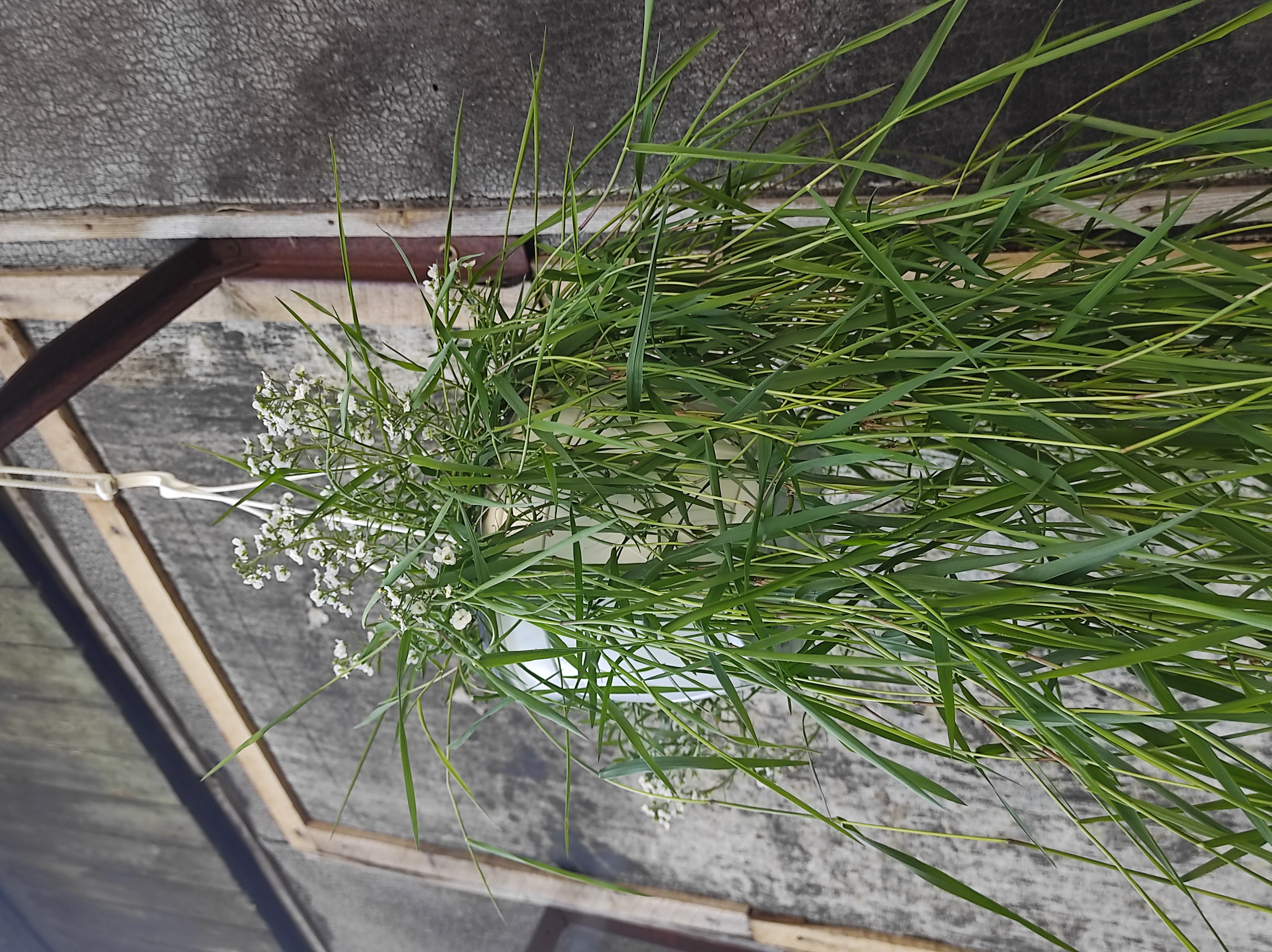 Sicklethorn plant with long green leaves and small white flowers.