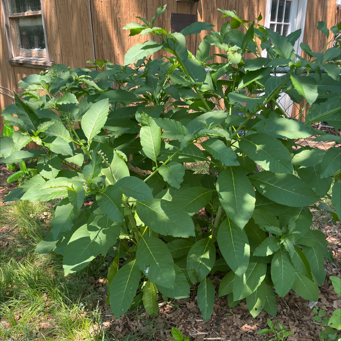 Healthy American Pokeweed plant with broad green leaves in front of a wooden structure.