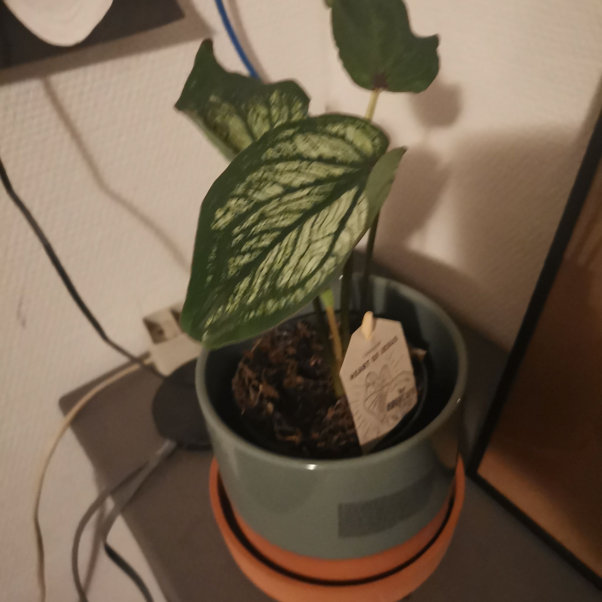 Photo of the plant species caladium aaron by @19crusty named Aaron on Greg, the plant care app