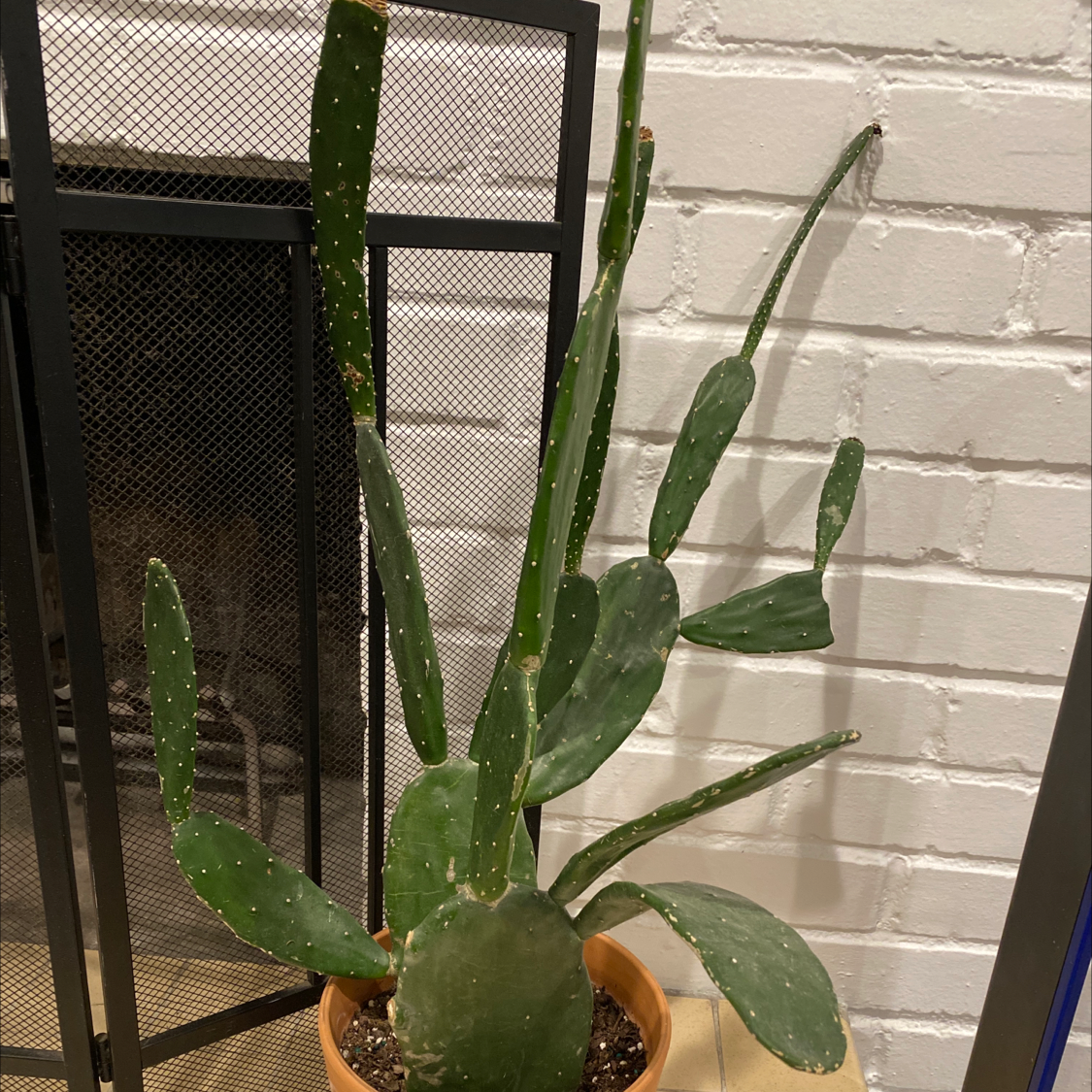 Cochineal Cactus in a pot indoors, healthy with no visible issues.