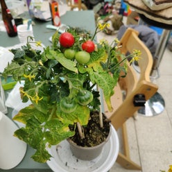 Cherry Tomato plant