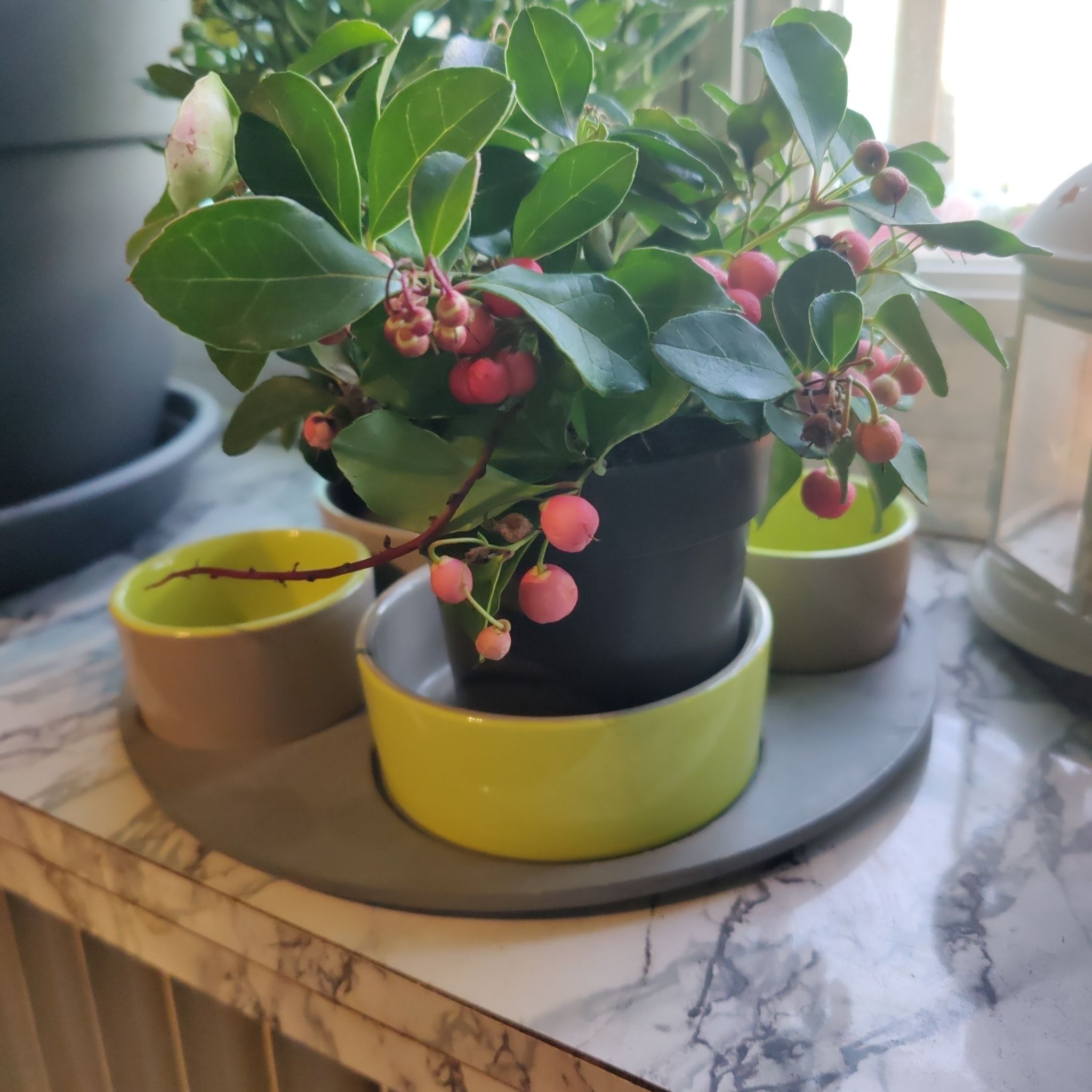 Potted Eastern Teaberry plant with green leaves and pink berries on a tray with other pots.