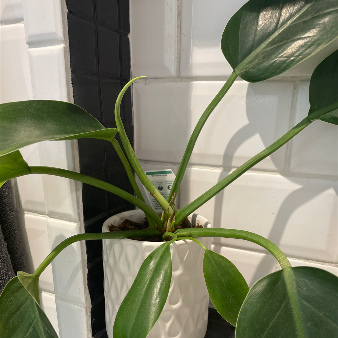 Philodendron 'Imperial Green' plant in a white pot with green leaves against a tiled background.
