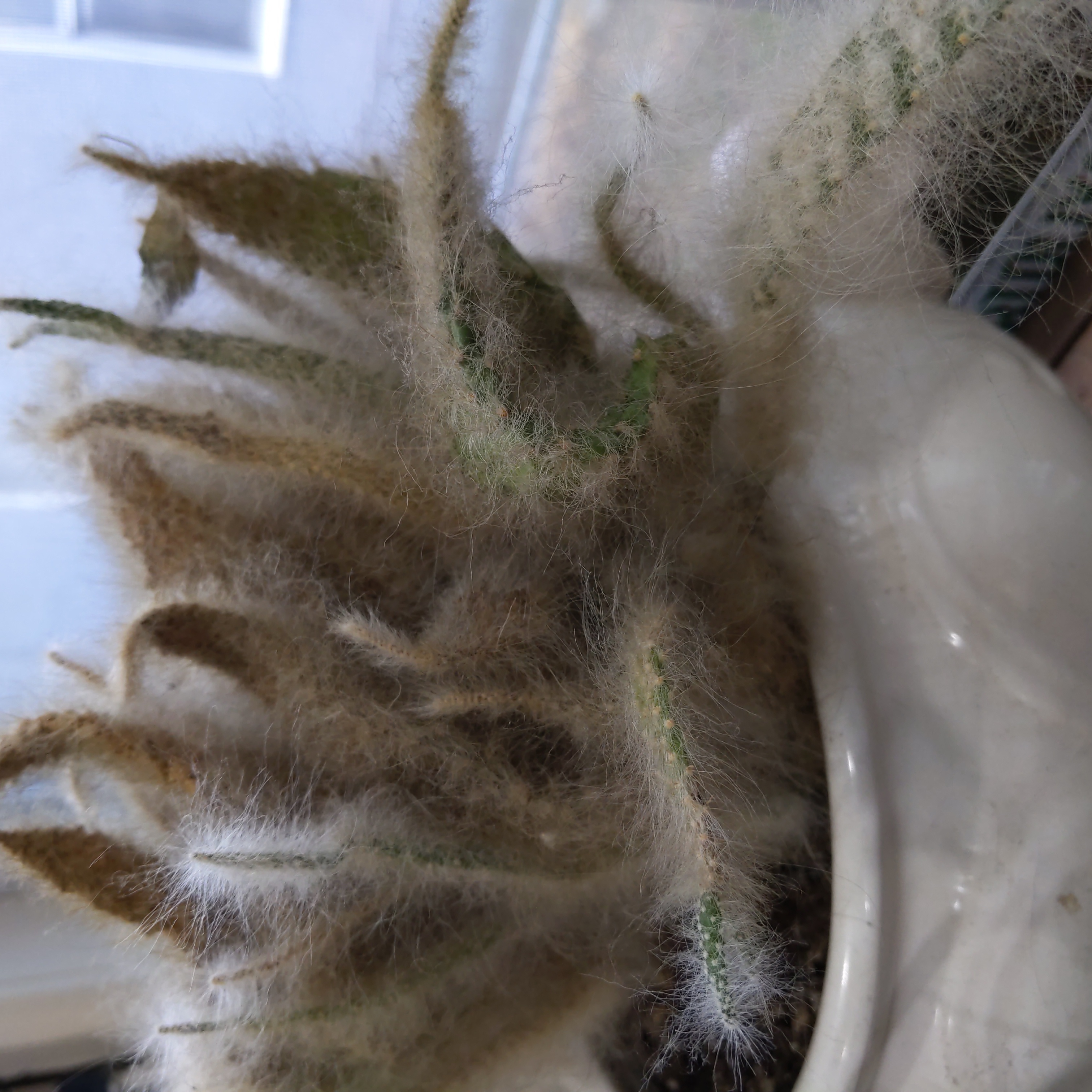 Snow Prickly Pear cactus in a white pot with fuzzy segments.
