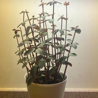 Peperomia Red Log plant in Columbia, South Carolina