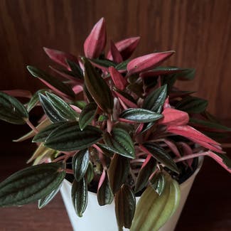 Peperomia 'Rosso' plant in Columbia, South Carolina