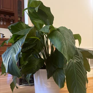 Peace Lily plant in Columbia, South Carolina