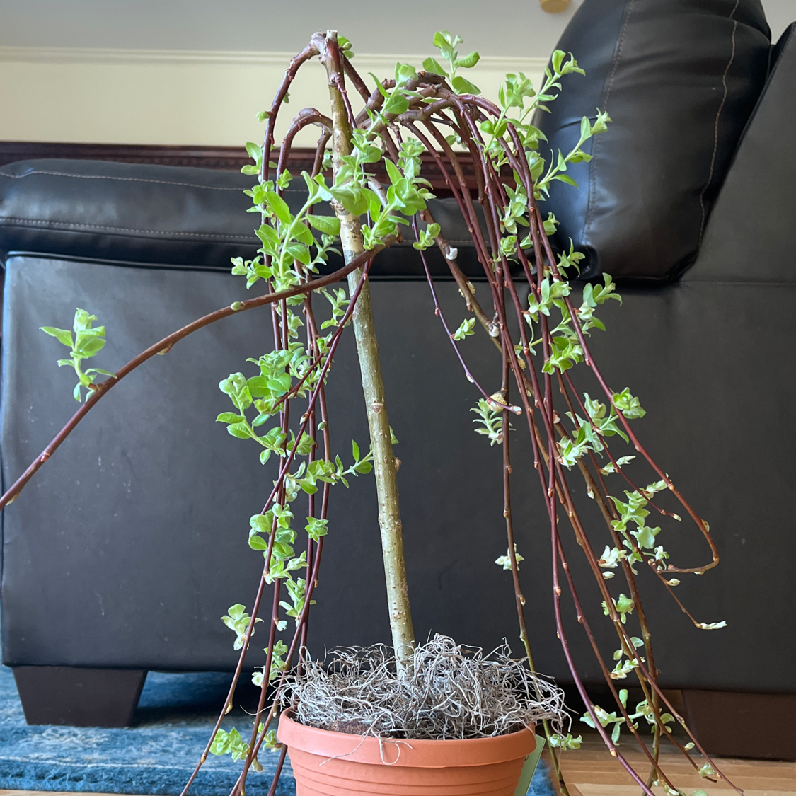 🐐 Why Are My Goat Willow Leaves Turning Yellow?
