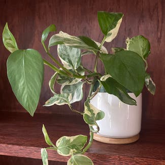 Pearls and Jade Pothos plant in Columbia, South Carolina