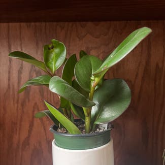 Baby Rubber Plant plant in Columbia, South Carolina