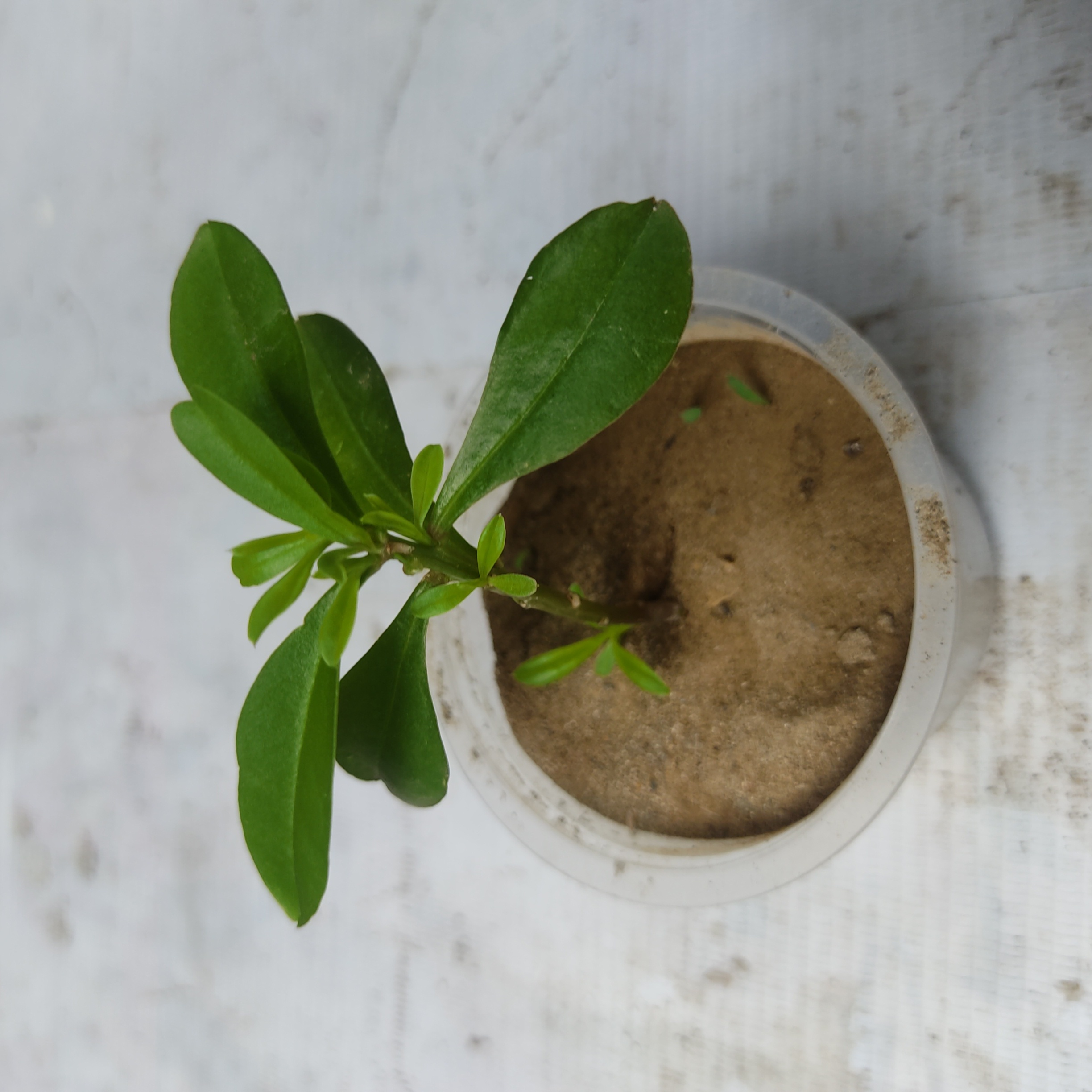 A healthy Jewels of Opar plant in a pot with sandy soil.