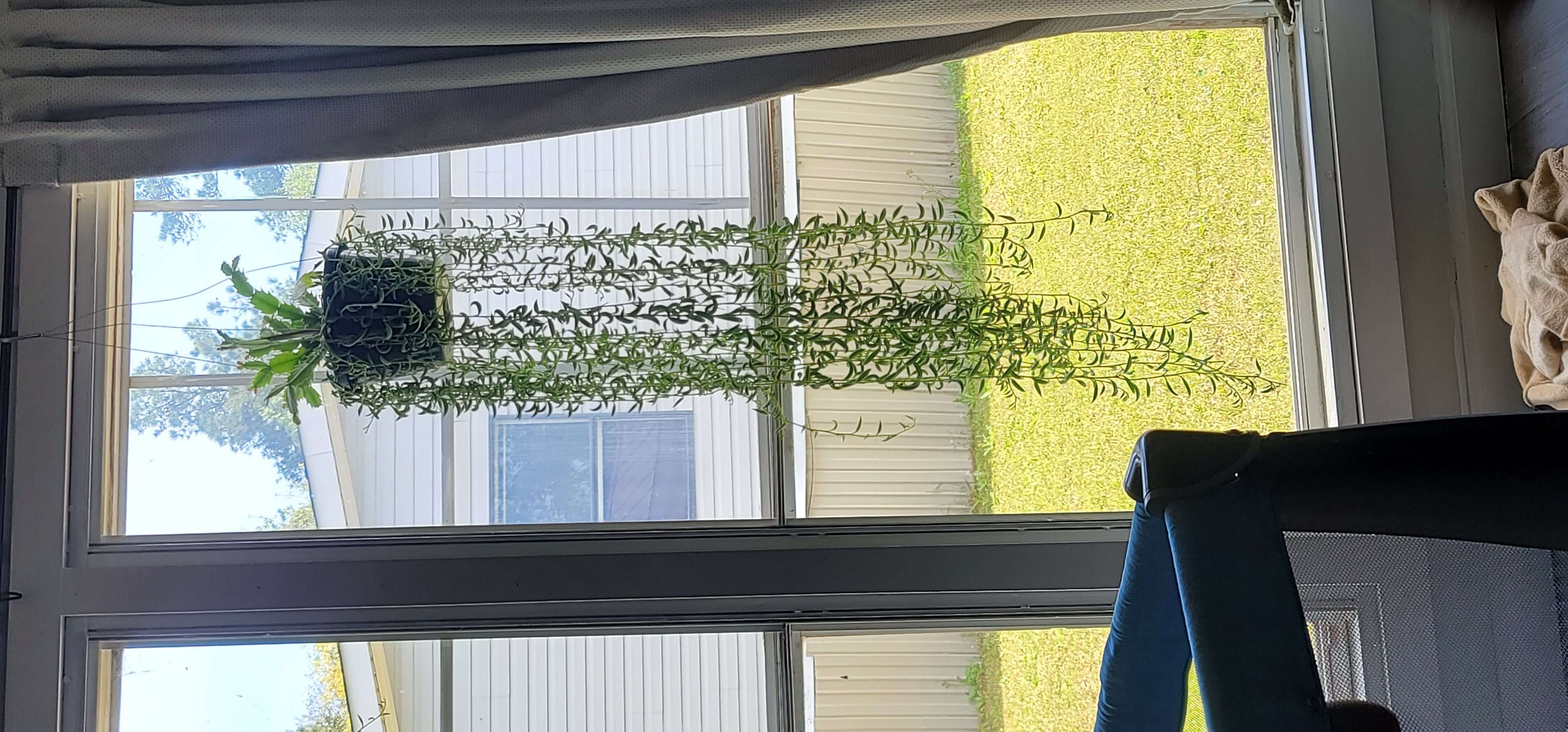 Corkscrew Willow plant hanging in front of a window with long, green leaves.