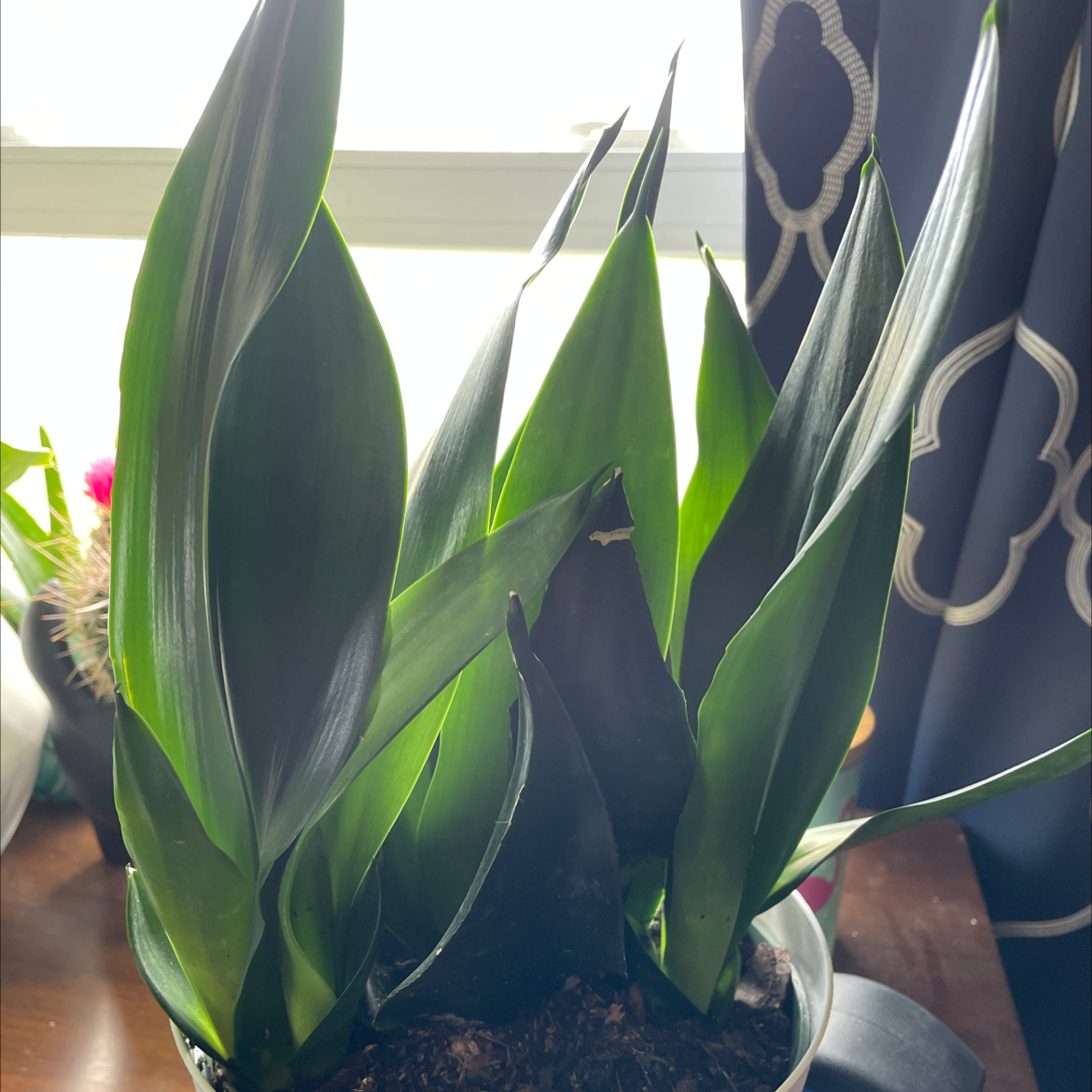 Sansevieria 'Frozen' plant with dark green leaves in a pot, soil visible.