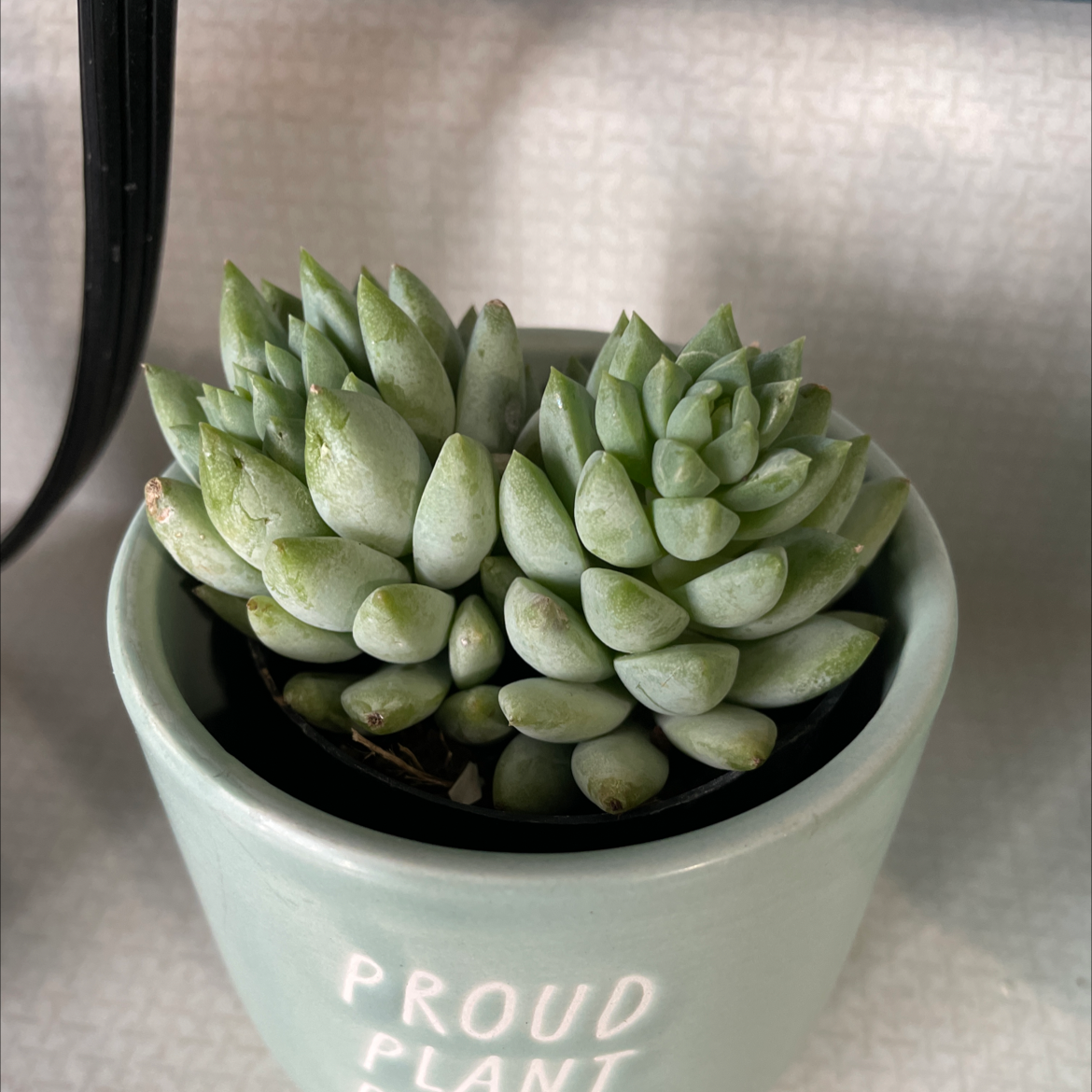 Photo of the plant species sedeveria variegated by @SublimeRye named Dolores on Greg, the plant care app